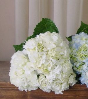 white hydrangeas50.jpg